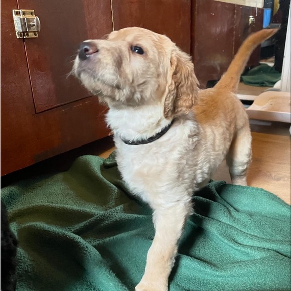 Meet your Posher, Clare - Picture 8 of 12